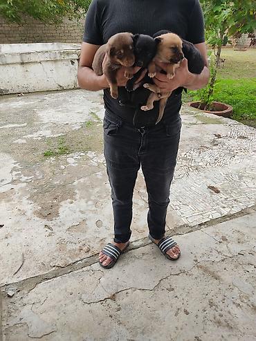 donuz heyvan: Zvonok, 1 ay, Dişi — 10
