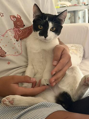 кошки куплю: Кошка даром: Беспородная, 5 месяцев, Девочка, Приучена к лотку — 2