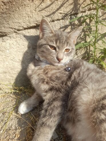 котята в хорошие руки бесплатно: Британская, Самка, В добрые руки, Бесплатная доставка