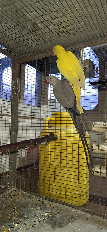 Птицы: Попугаи: Ожереловые (экзоты), Неразлучники и Волнистые ​Описание — 3