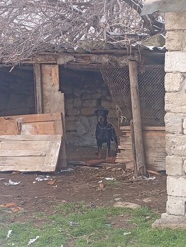 haski itlerin qiymeti: Rotveyler, 1 il, Dişi, Peyvəndli, Ünvandan götürmə