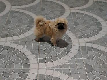 İtlər: Pekines, 1 il -da lalafo.az — 9 İtlər: Pekines, 1 il — 9