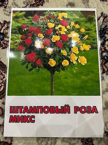 Роза: Саженцы — 10