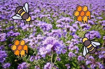 Digər bitkilər: Arıçılıq üçün faceliya (Phacelia tanacetifolia) toxumu - Bal arıları