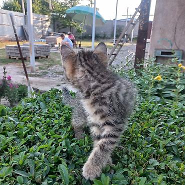 Мышыктар: Полосатый котёнок (окрас tabby) с крупными выразительными глазами и — 5