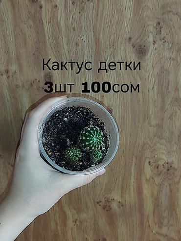 неделю: Комнатные растения — саженцы и черенки. 1) Живое дерево (лечебное) — — 5