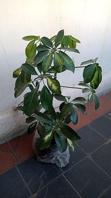 bitki guli: Bitki: Schefflera (Umbrella Plant) – xallı, dekorativ yarpaqlı növ — 2