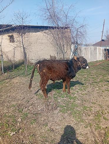 Коровы, быки: Продаю | Бык (самец) | На откорм | Привязанные — 10