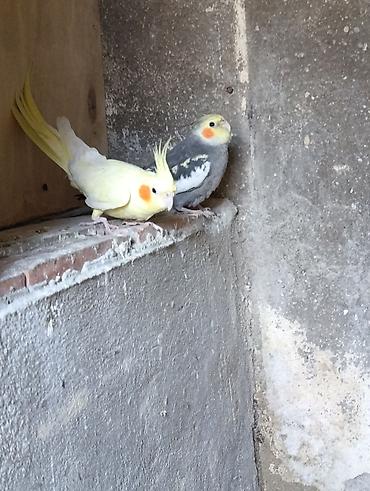 sultan tutuquşusu: Nimfalari (Cockatiel) cütü - Növ: Nimfa tutuquşusu (Cockatiel) - — 3