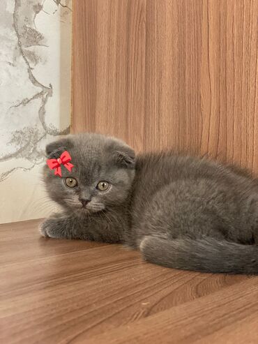 домик туалет для кошек: Шотландская Скоттишь фолд девочка