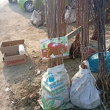 Яблоня: Саженцы плодовых культур — ассортимент сортов Предлагаются саженцы — 11