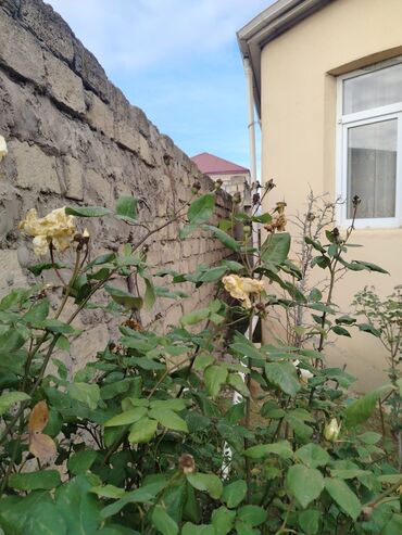 Yeni tikili: 4 otaqlı, Yeni tikili, 110 kv. m — 14