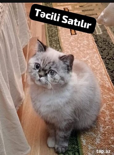 mingəcevir pişik: Dişi, Yaxşı əllərə, Ünvandan götürmə, Ödənişli çatdırılma