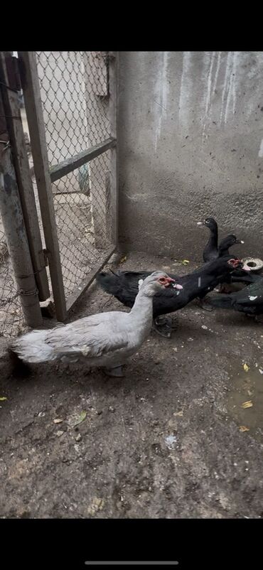 Ördəklər: Erkək, | Lal ördək, Ətlik — 4