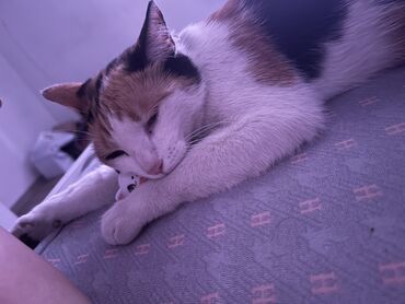 сколько стоят вислоухие кошки: Мышык бекер берилет: Породасыз, Ургаачы