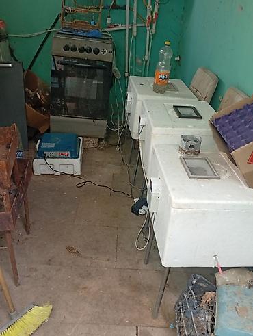 Toyuq, Damazlıq, Ünvandan götürmə, Ödənişli çatdırılma, Rayonlara çatdırılma lalafo.az -da Toyuq, Damazlıq, Ünvandan götürmə, Ödənişli çatdırılma, Rayonlara çatdırılma