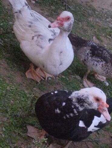 Ördəklər: Satılır yetişkin dişilər 18 manata yetişkin erkekler isə 30 manata tam — 5