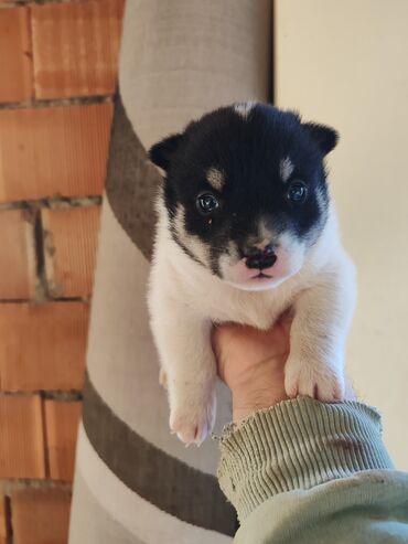 Zvonok, 1 ay, Erkek, Peyvəndli, Ödənişli çatdırılma