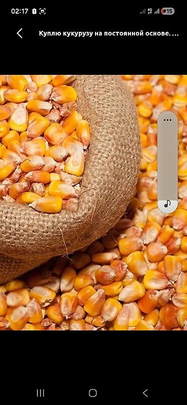 Продаются кукурузу Цена: 22 сом срочно есть торг 20 тонна lalafo.kg да Продаются кукурузу Цена: 22 сом срочно есть торг 20 тонна