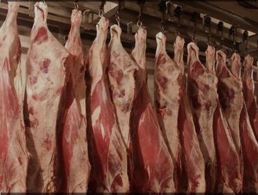 фарель живой: Койдун эти : Далы, 10 кг, 10 кг ашык, Стейк, Акысыз жеткирүү, Акылуу жеткирүү, Өзү алып кетүү