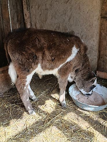 Коровы, быки: Продаю | Бык (самец) | Алатауская | Для разведения — 6