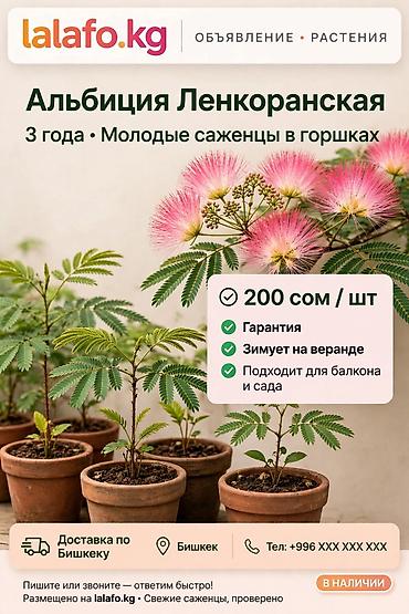 ураган для трав: Альбиция ленкоранская — семена и саженцы Семена: - Свежий сбор — 3