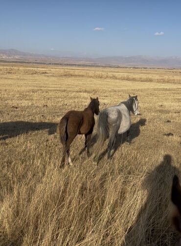 куда отдать собаку бишкек: Байланбас семиз ургачы кулундар сатылат 4 баш 60 000 10 баш кулун