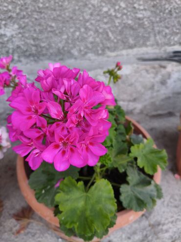 ключ набор инструментов: 🌸 Продаю красивые герани (пеларгонии) 🌸 Уходовые и здоровые растения