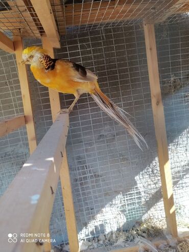 Птицы: Продаю лимонных самцов и золотых фазанов прошлого года