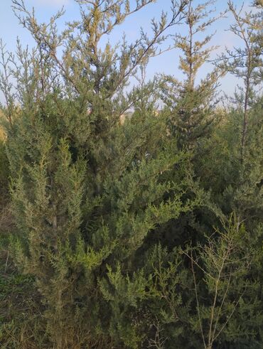 Şitillər: Satılır: iynəyarpaq şam ağacları (fidanlar) - Növ: Şam (Pinus) – — 16