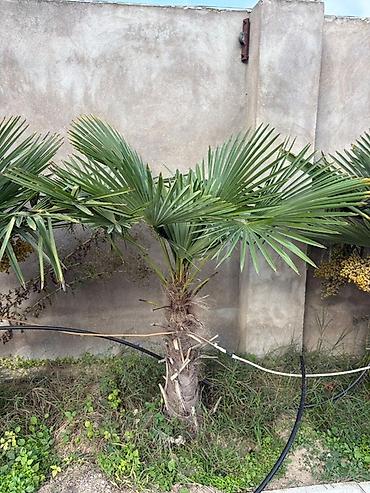 palmalar: Məhsul: 8 ədəd müxdəlif ölçülərdə palma ağacı – Trachycarpus fortunei — 2