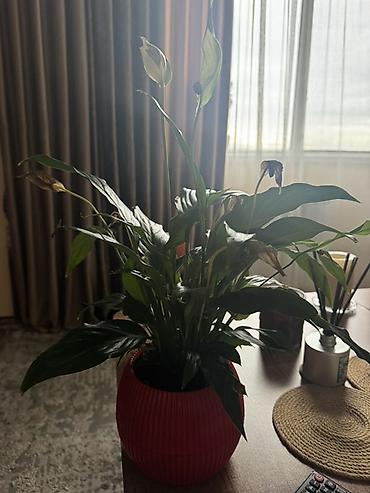 gul: Sülh çiçəyi (Spathiphyllum) – dekorativ otaq bitkisi Baxa bilmediyim — 1