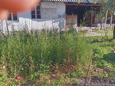 Ağaclar: Məhsul: Bağ və landşaft üçün dekorativ palma və iynəyarpaq — 10