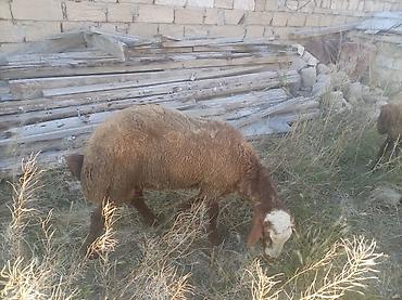 Mal-qara: Tam sağlam qırmızı qoçlardı damazlıq istəyən olsa əlaqə saxlasın ünvan — 8