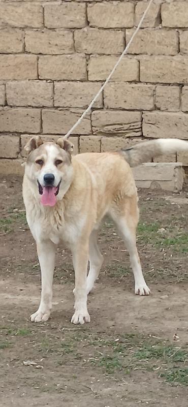 İtlər: Qurdbasar, 3 il, Erkek — 8