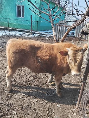 Коровы, быки: Продаю | Бык (самец) | Симментальская | На откорм — 10