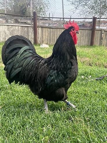 Toyuqlar: Toyuq, Australorp, Damazlıq — 1