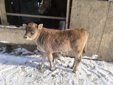 Коровы, быки: Продаю | Бык (самец) | На откорм | Привязанные — 3