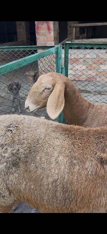 Продам с/х животных: Продаю | Овца (самка), Ягненок | Арашан | Для разведения | Ярка — 5