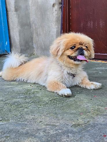 ag it: Pekines, 1 il, Dişi — 7
