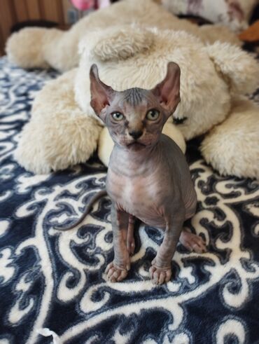 Pişiklər: Sfinks, Erkək, Dişi — 9