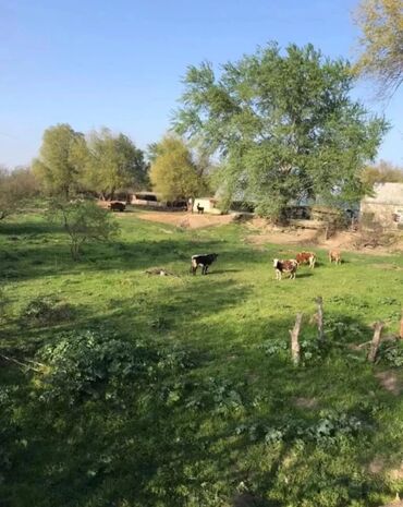 аренда дачи посуточно в баку: 15 соток, Для сельского хозяйства, Собственник, Купчая