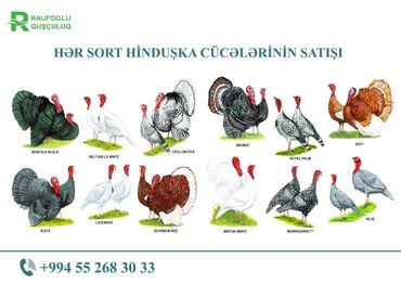 hinduşqa satışı: 1 günlük saso, xarkov və hinduşqa cücələrinin satışı. Ünvan gəncə. Say