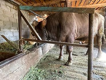 коза нубийская: Продаю | Бык (самец) | На откорм | Привязанные — 2
