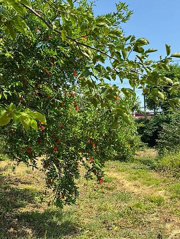 midada ev satilir: 12 sot, Tikinti, Mülkiyyətçi, Kupça (Çıxarış) — 8