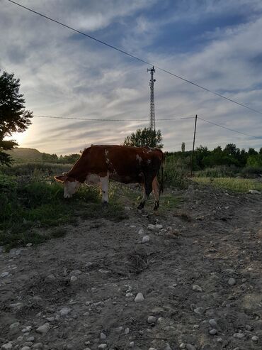 Digər heyvanlar: Salam inəylərin bir ikici qarına birdə dörcü qarın duğub bir ərkəy