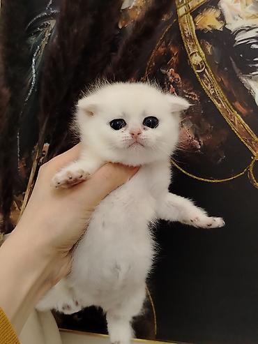 Pişiklər: Şotland — 4