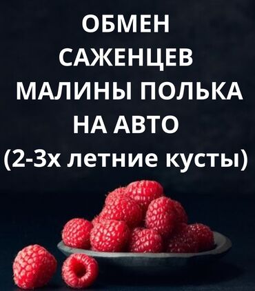 купить саженцы павловнии в бишкеке: Саженцы : Малина, Самовывоз