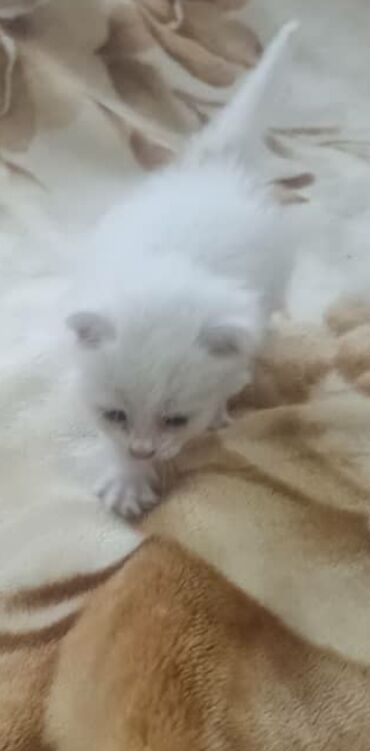 котёнок бесплатно: Пристраивается белый пушистый котёнок, мальчик, возраст 1 месяц