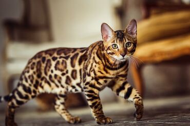 кот крысолов: Бенгальский чистокровный кот 5 месяцев